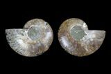 Agate Replaced Ammonite Fossil - Madagascar #166764-1